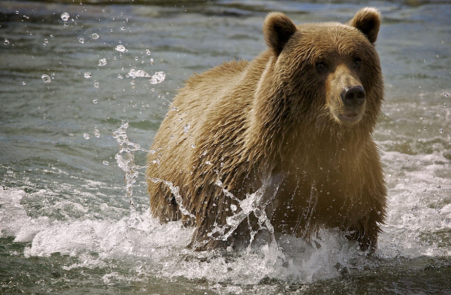 caption: A brown bear fishing on the Alaska Peninsula