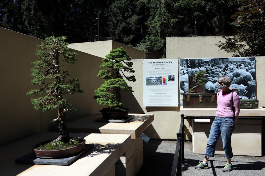 caption: Visitors are asked to wear masks, socially distance and follow one-way signage while perusing the outdoor bonsai displays.