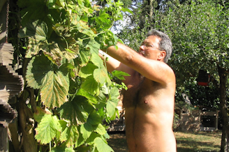 caption: Mark Storey, one of the Seattle founders of World Naked Gardening Day, prunes hops in the buff in his yard in Shoreline.