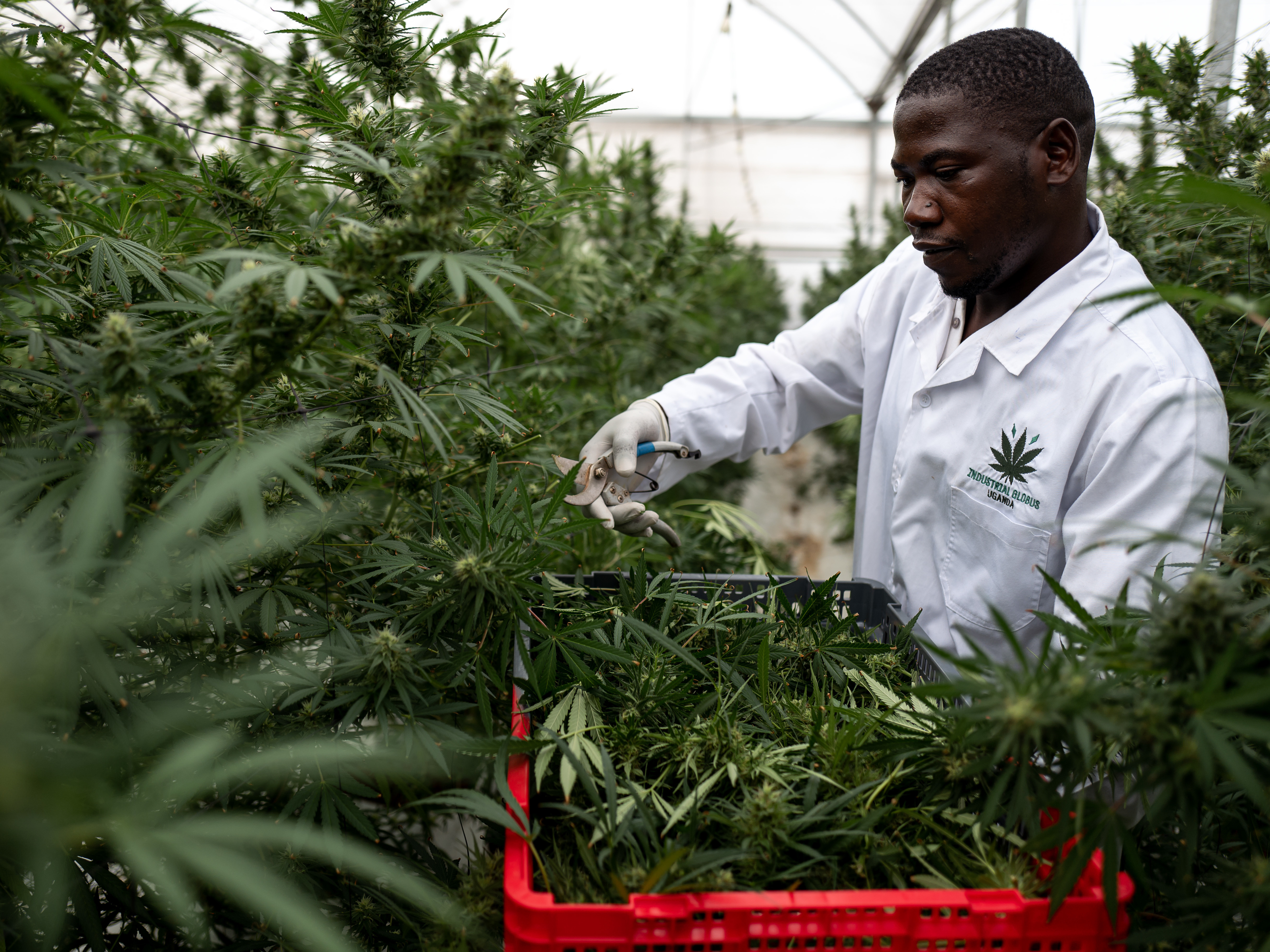 caption: A worker picks Cannabis inside a greenhouse on Nov. 10, in Kasese, Uganda. Uganda is one of several African countries looking to produce medical cannabis for export to Europe and America. On Wednesday, the U.N. Commission on Narcotic Drugs voted to reclassify cannabis.