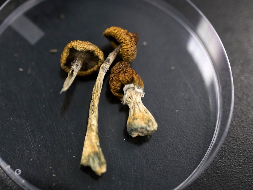 caption: Dried Psilocybe mushrooms on a glass plate.