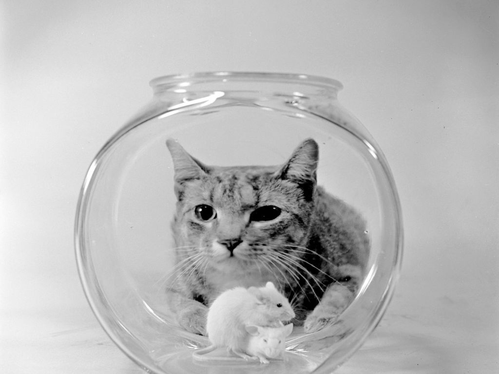 caption: Everyone believes their cat is a special little creature.