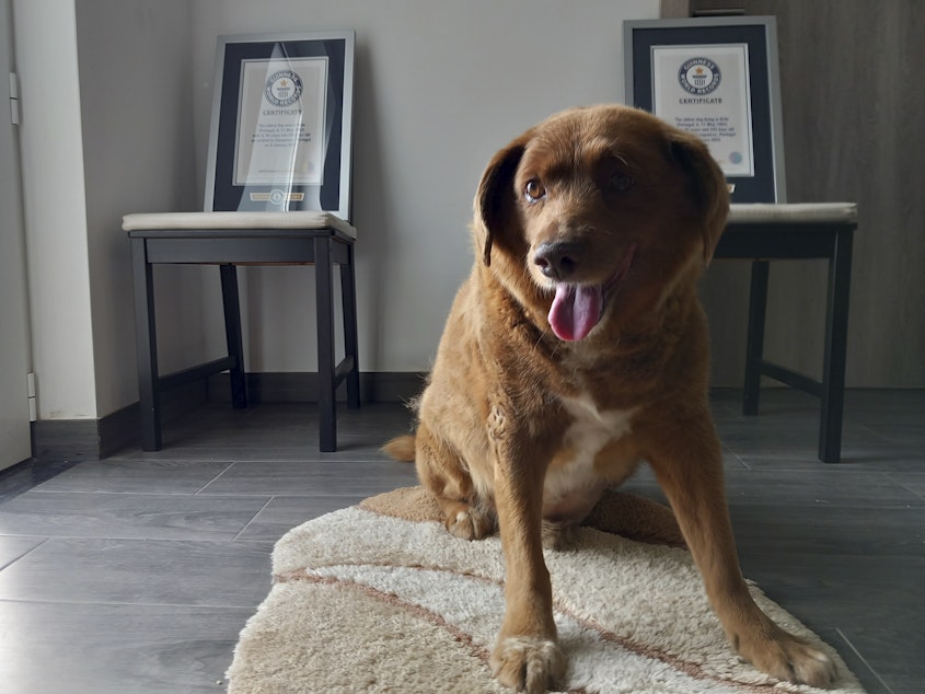 caption: Bobi, a purebred Rafeiro do Alentejo Portuguese dog, poses for a photo with his Guinness World Record certificates for the oldest dog, at his home in Conqueiros, central Portugal, on May 20.