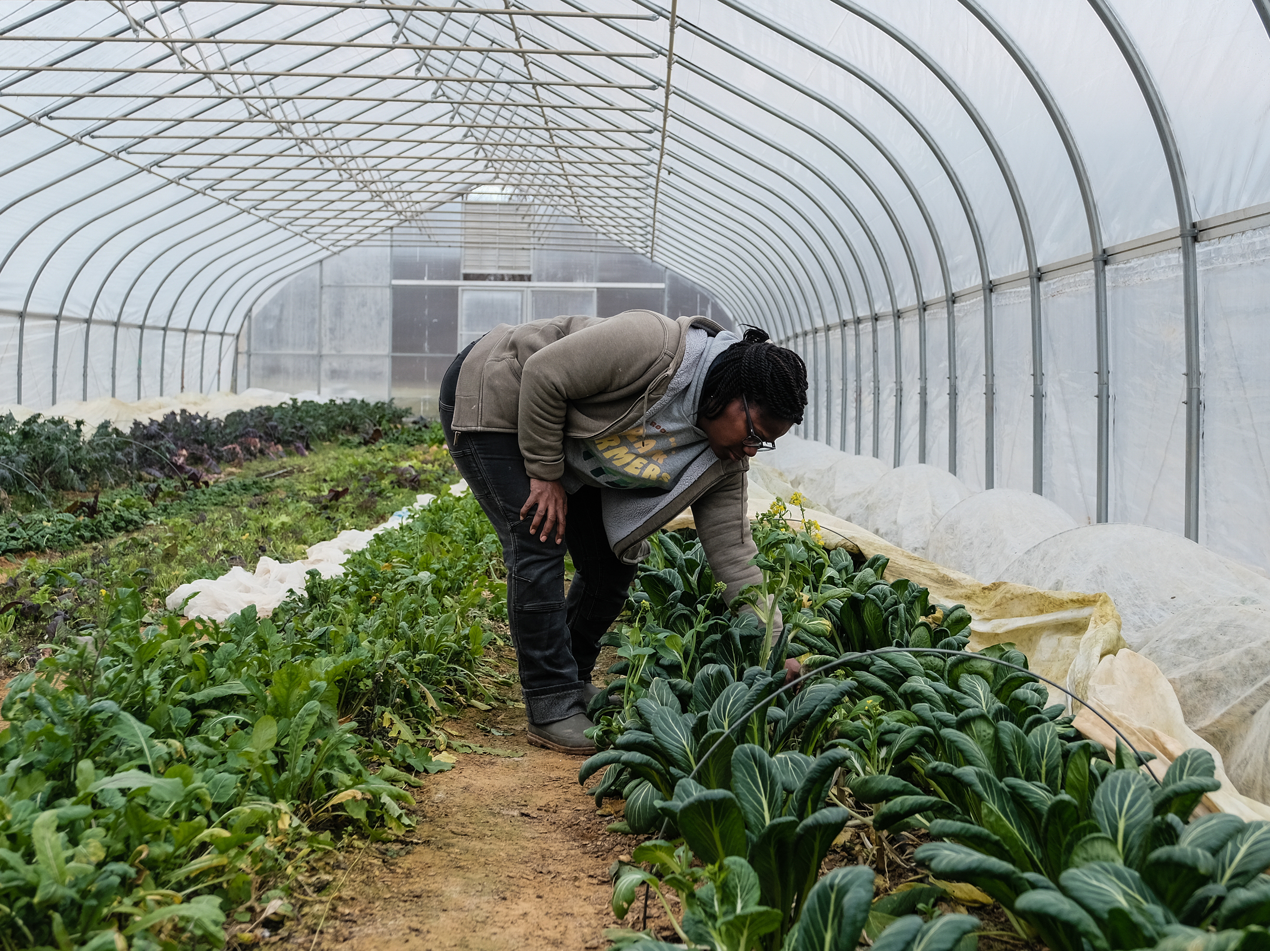 caption: Ann "Farmer Gale" Sutton inspects crops at a farm on Jan. 26, 2023 in Upper Marlboro, Md. Prince Georges County has launched a pilot program geared towards assisting women and minority farmers build sustainable practices.