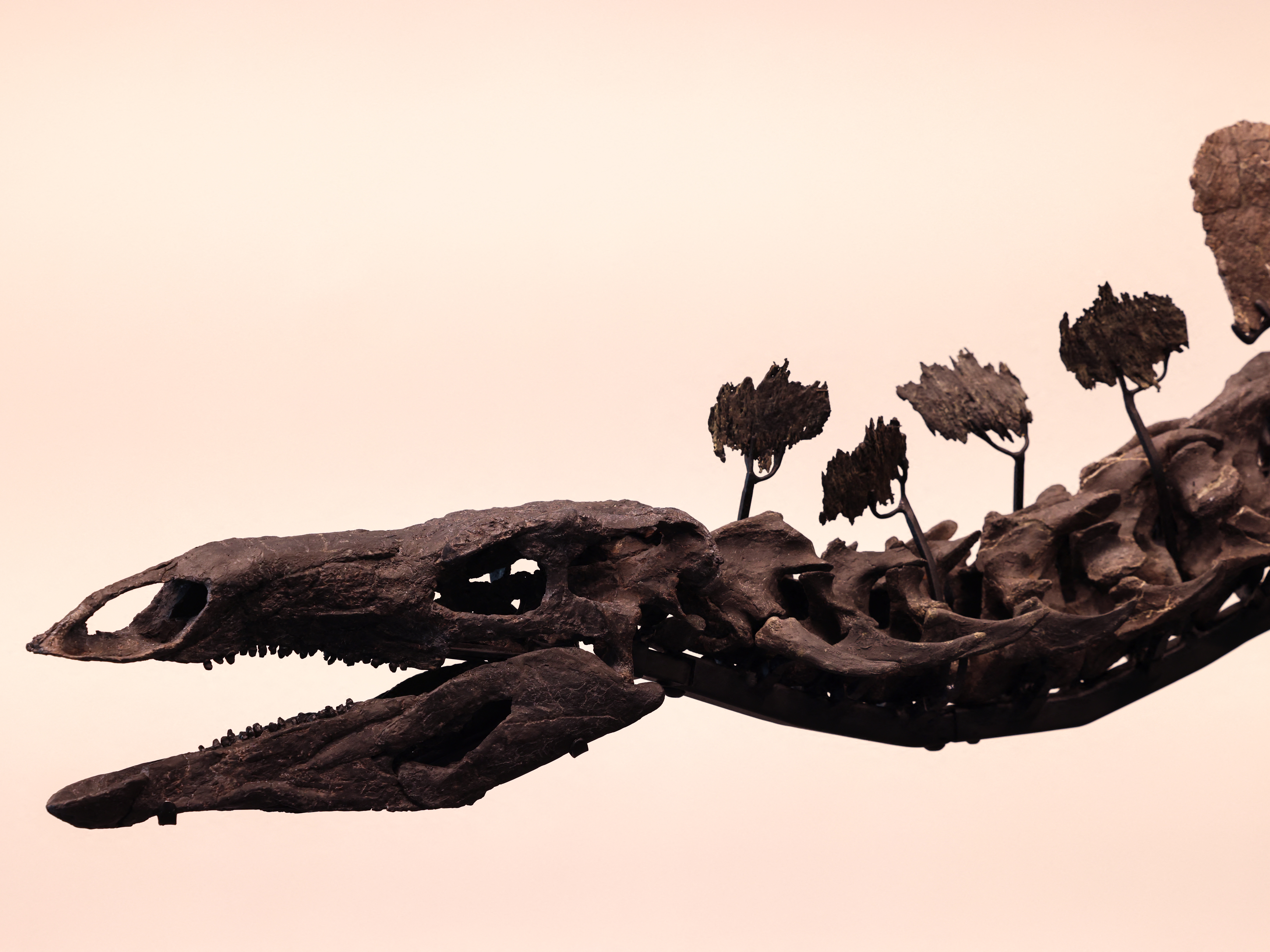 KUOW - A stegosaurus fossil could fetch $6 million at