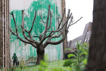 caption: A new Banksy artwork near Finsbury Park in north London shows a stencil of a person having spray painted tree foliage onto a wall behind a leafless tree.