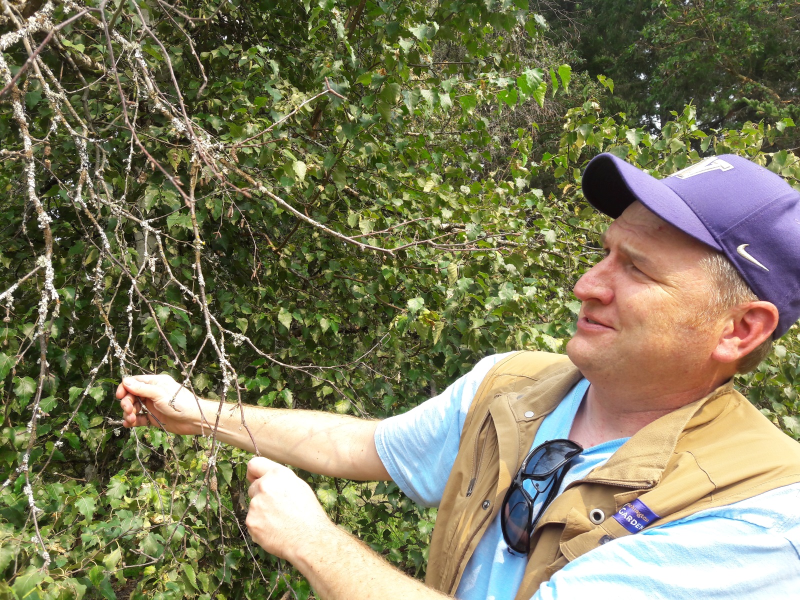 caption: Ray Larson, Curator of Living Collections for the UW Botanic Gardens, which helps run arboretum, displays the leafless branch of a birch tree - one of several species stressed by recent warm, dry, summers, and the pests that prey on stressed trees.