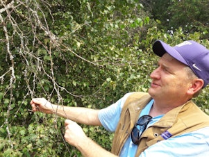 caption: Ray Larson, Curator of Living Collections for the UW Botanic Gardens, which helps run arboretum, displays the leafless branch of a birch tree - one of several species stressed by recent warm, dry, summers, and the pests that prey on stressed trees.