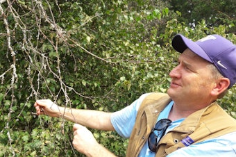 caption: Ray Larson, Curator of Living Collections for the UW Botanic Gardens, which helps run arboretum, displays the leafless branch of a birch tree - one of several species stressed by recent warm, dry, summers, and the pests that prey on stressed trees.