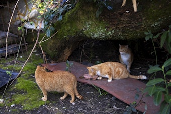 caption: Feral cats gather near a feeding station after volunteer Morgan Sandys feeds them on Friday, March 29, 2024, in an encampment along a wooded trail in south Seattle.