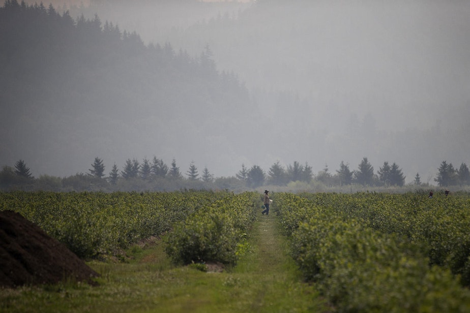 caption: A farmworker walks through blueberry fields on Wednesday, August 8, 2017, at Sarbanand Farms on Rock Road, in Sumas, Washington. H-2A farm workers protested working conditions after their coworker, Honesto Silva Ibarra, died on Sunday.