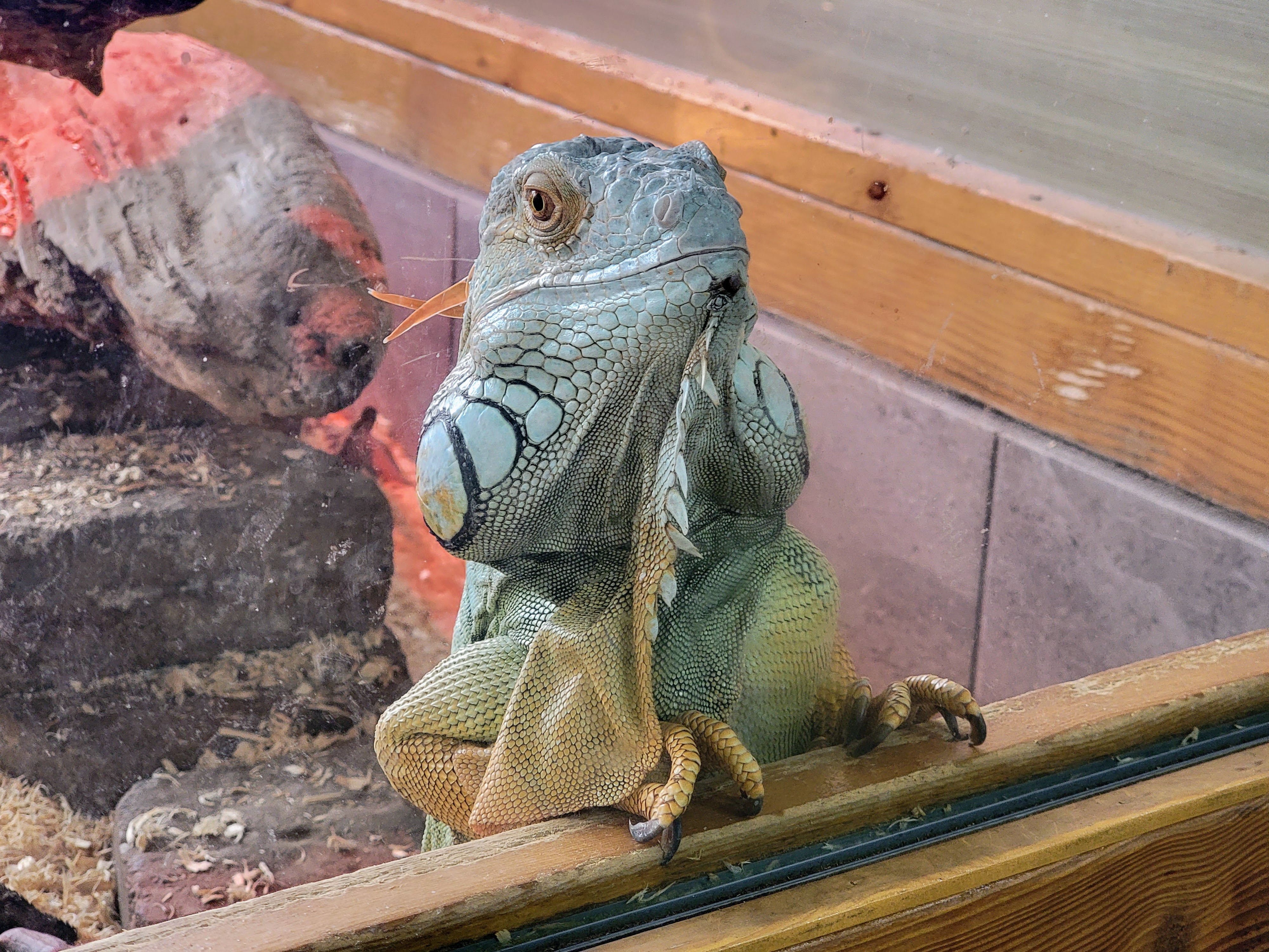 caption: A blue iguana is one of the first animals to greet visitor at the Reptile Zoo on Friday, August 15, 2025.
