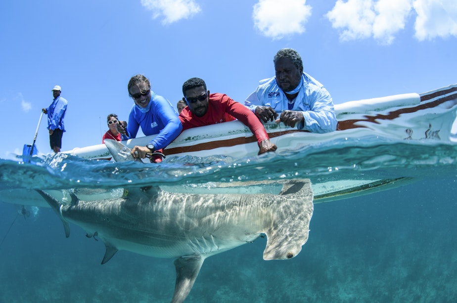 caption: Dr. Rachel Graham, Evaristo Muschamp and Nelson Ortega ready a hammerhead shark for tagging and release. 