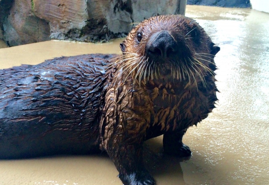 caption: Mishka the asthmatic otter is doing fine despite the wildfire smoke, the Seattle Aquarium tweeted last week.
