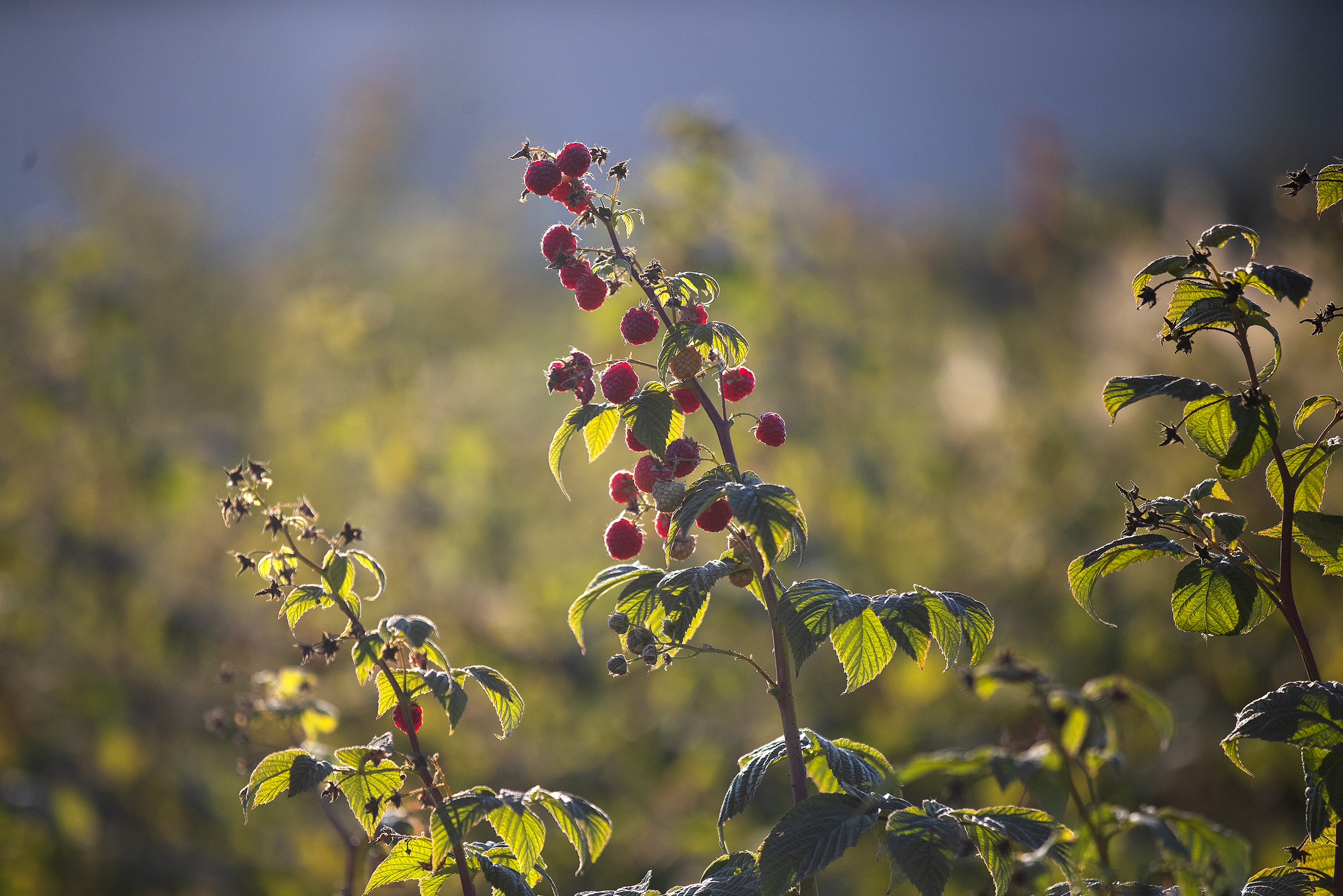 caption: Raspberries are shown on Tuesday, Sept. 2, 2025, at Sidhu Farm in Puyallup, Washington. 