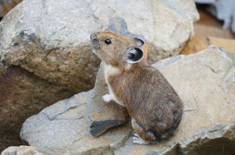 caption: An American pika perched on a talus slope, showing off its distinctive round ears and stone colored fur.