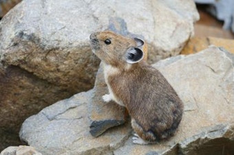 caption: An American pika perched on a talus slope, showing off its distinctive round ears and stone-colored fur.