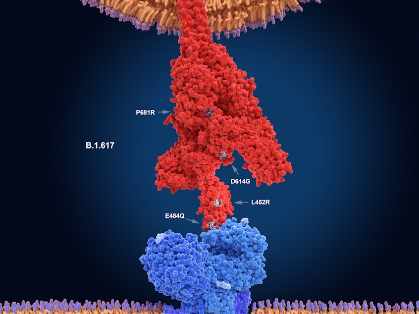 caption: The numerals in this illustration show the main mutation sites of the delta variant of the coronavirus, which is likely the most contagious version. Here, the virus's spike protein (red) binds to a receptor on a human cell (blue).