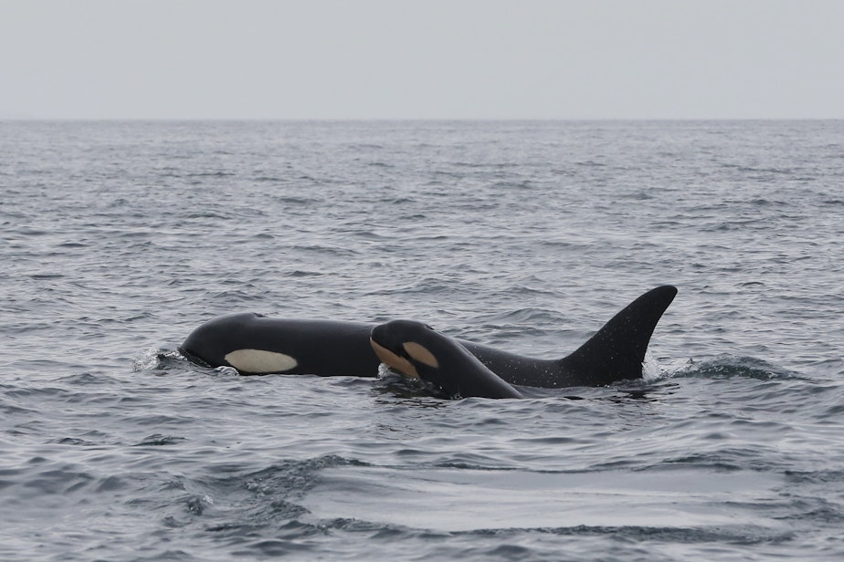 caption: Baby orca J63 surfaces next to its mother, J40, off Victoria, British Columbia, on April 6, 2025.