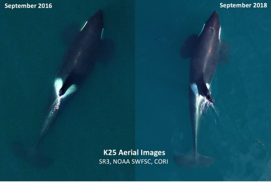 caption: 27-year-old orca known as K25 shown getting thinner in past two years.