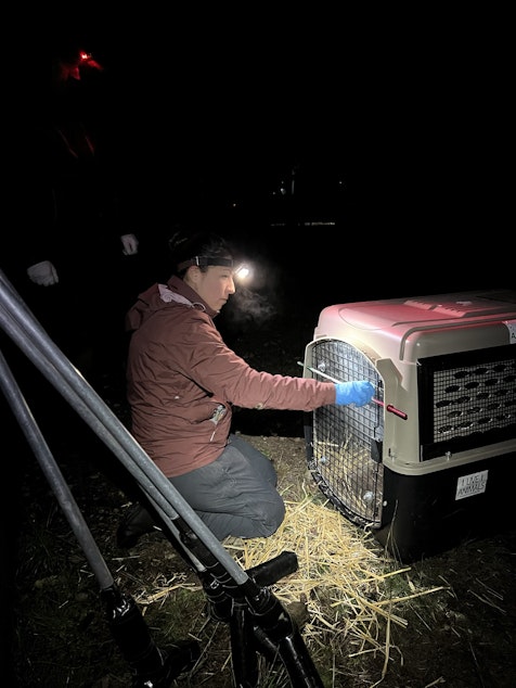 caption: Specialists from Wolf Haven International in Tenino, Washington, transfer an American red wolf, known as M2191 or Finch, to be released into the wild in North Carolina.