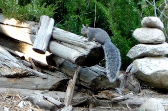 caption:  A Western gray squirrel.