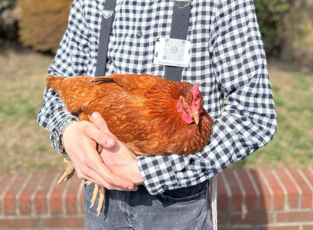caption: Daniel Yeroshalmi holds one of his 20 hens. (Courtesy of Daniel Yeroshalmi)