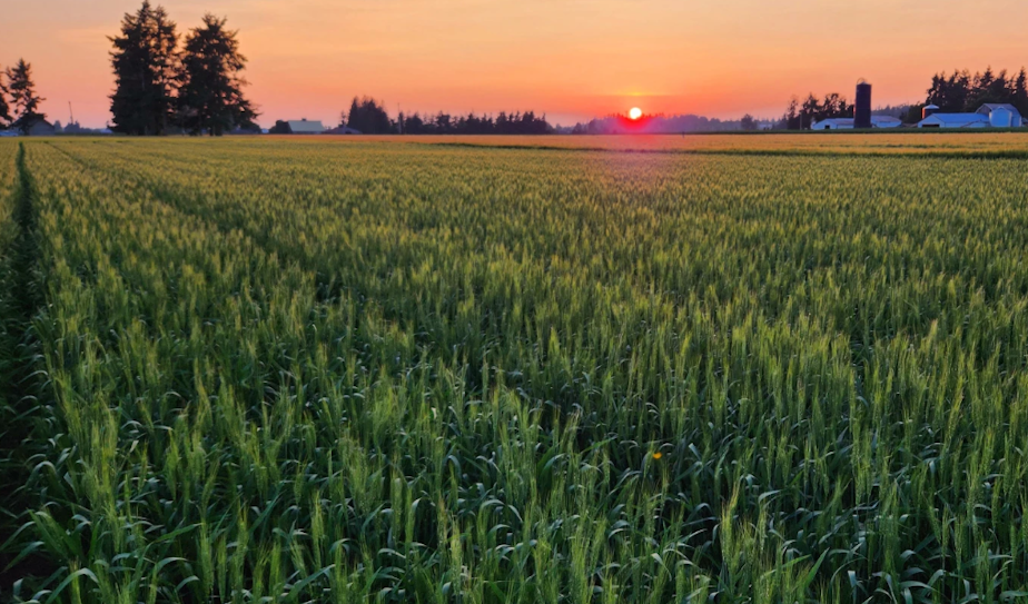 caption: A crop of Bush wheat, a new variety of wheat created at Washington State University, growing near Lynden, Wash. The wheat is named in honor of George Bush, a Black pioneer who helped found Tumwater, Wash. 