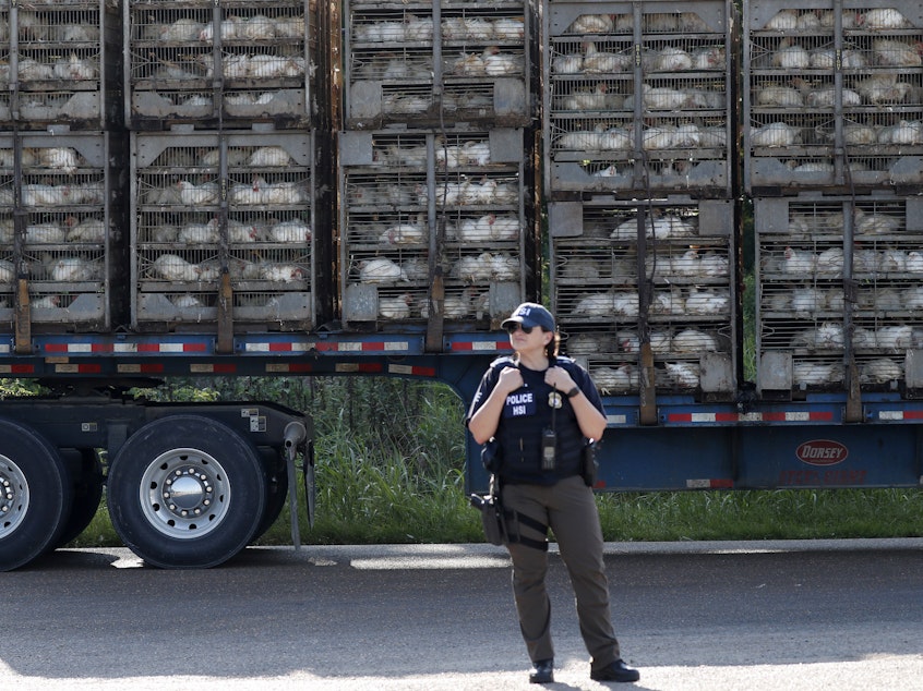 caption: A trailer loaded with chickens passes a federal agent outside a Koch Foods plant in Morton, Miss., on Wednesday.