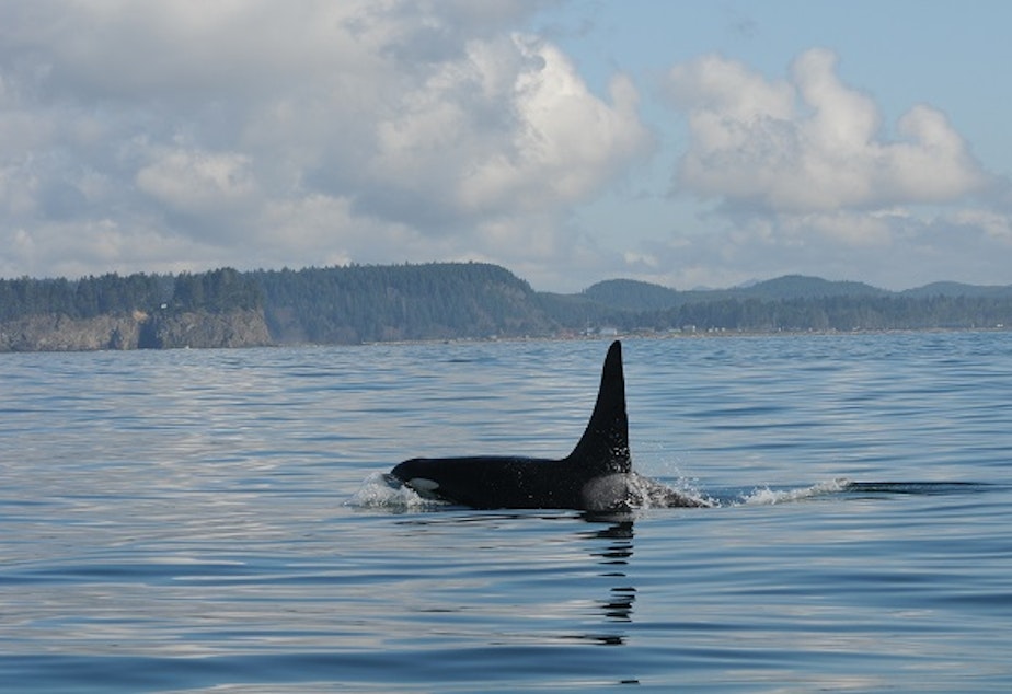caption: Southern Resident killer whale L41 (Mega) is one of two male Southern Residents that have fathered most of the calves born since 1990.