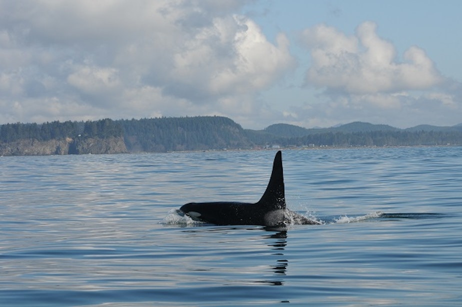 caption: Southern Resident killer whale L41 (Mega) is one of two male Southern Residents that have fathered most of the calves born since 1990.