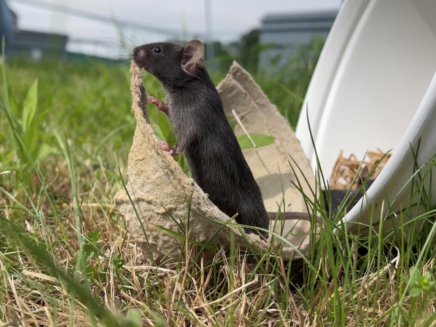 caption: An adult mouse is released from the lab into a semi-natural outdoor enclosure. These are its first steps out of an artificial lab environment into a dynamic, realistic ecosystem.