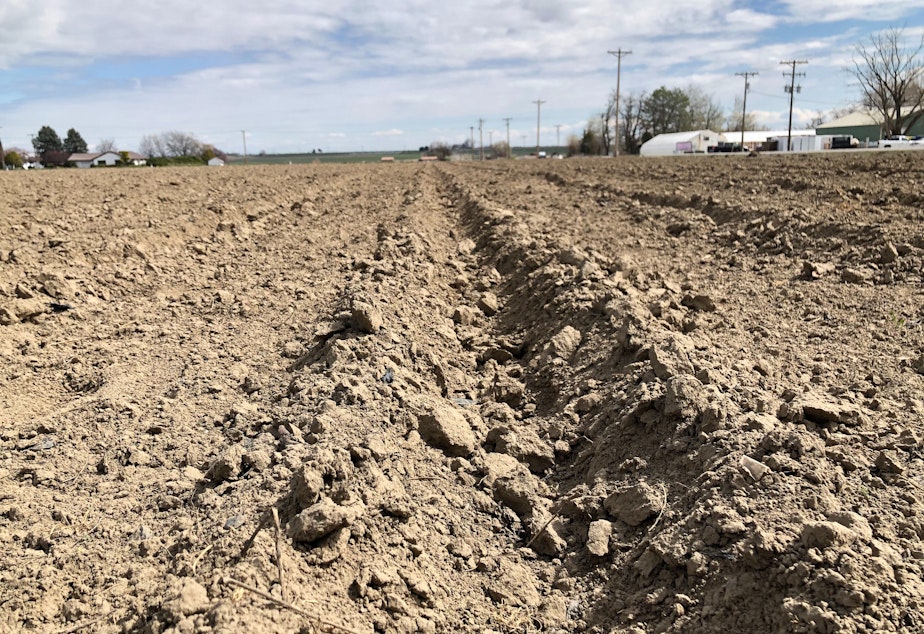 caption: Freshly planted furrows span out across the Columbia Basin as farmers get ready for the coming season as worries of COVID-19 spread in central and eastern Washington.