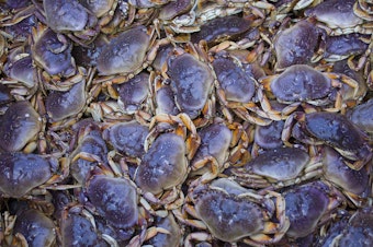 caption: Dungeness crab like these, caught off the coast of Alaska, have been affected by the neurotoxin domoic acid because of algae blooms in recent years, which makes them unsafe to eat.