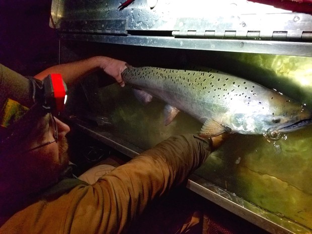 caption: <p>Oregon Department of Fish and Wildlife's Austin Huff holds a wild female Chinook salmon netted on the Elk River in Oregon. The fish will be tagged and released.</p>