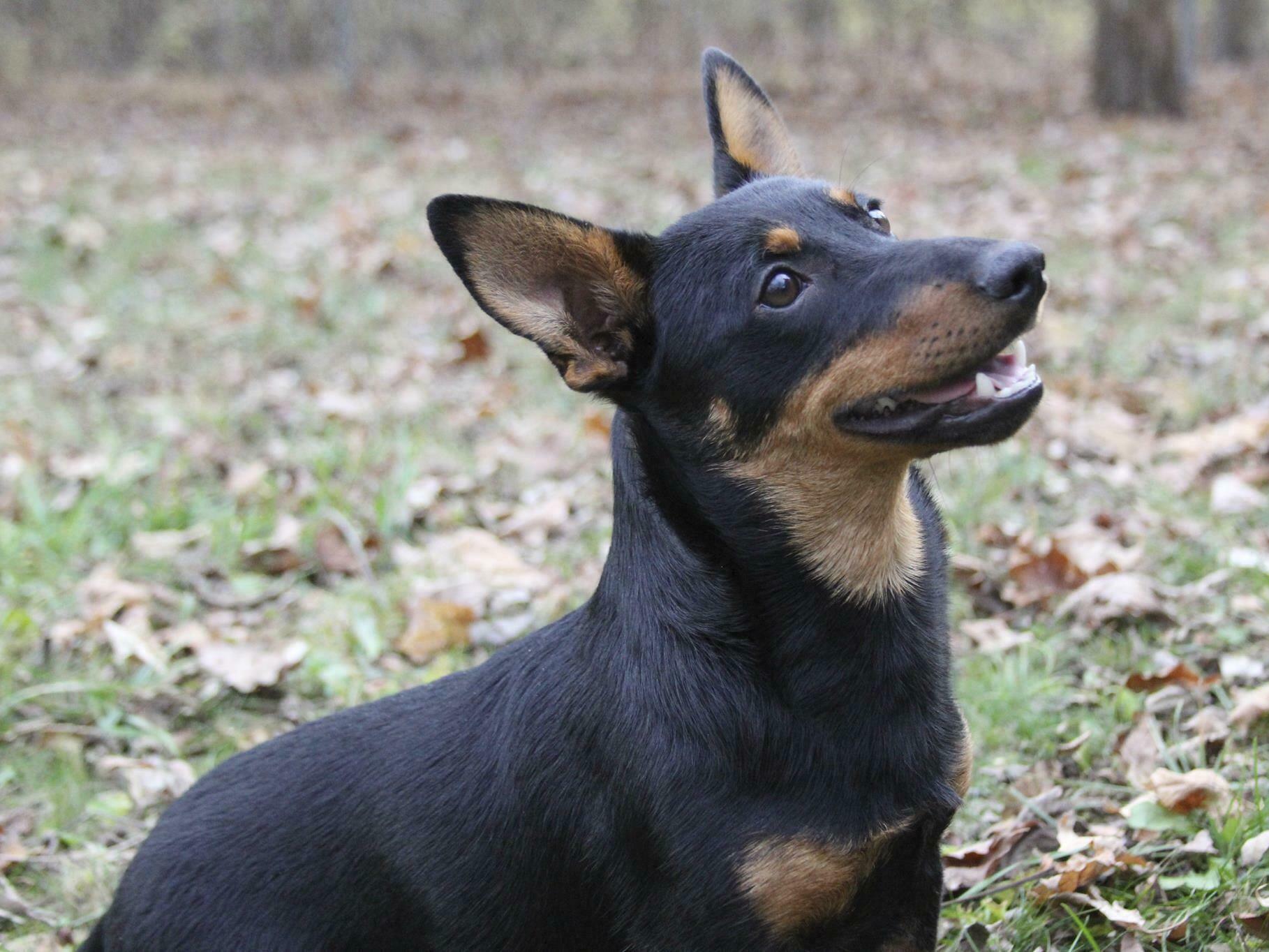 caption: Lex, a Lancashire heeler, sits at attention Friday in Morristown, N.J. The Lancashire heeler is the latest breed recognized by the American Kennel Club.
