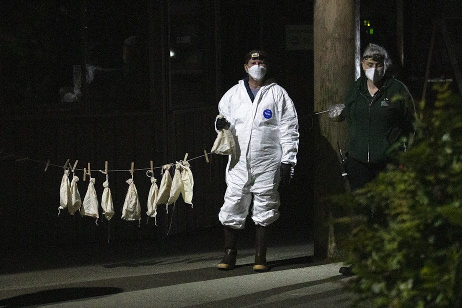 caption: Bats are placed in individual bags and hung with clothes pins before researchers collect data and test for white-nose syndrome at a bat roost on June 1, 2022, at Northwest Trek Wildlife Park in Eatonville.