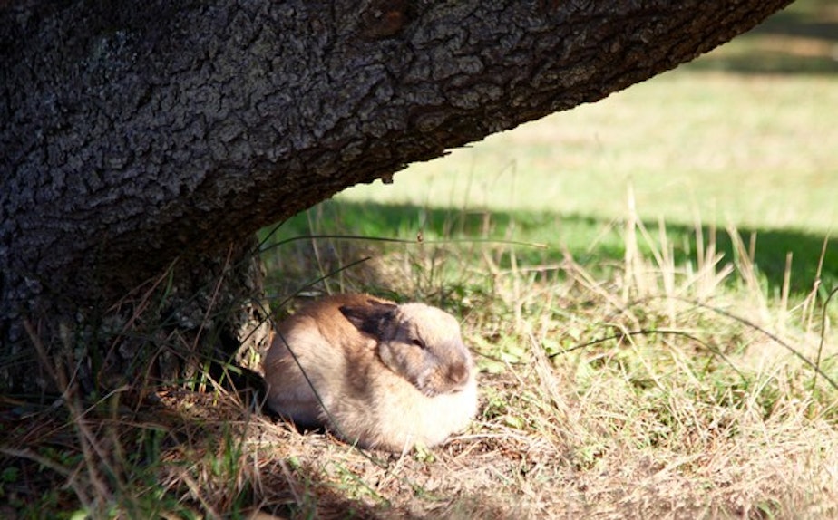 caption: <p>Police say several bunnies were found dead in Cannon Beach last week.</p>