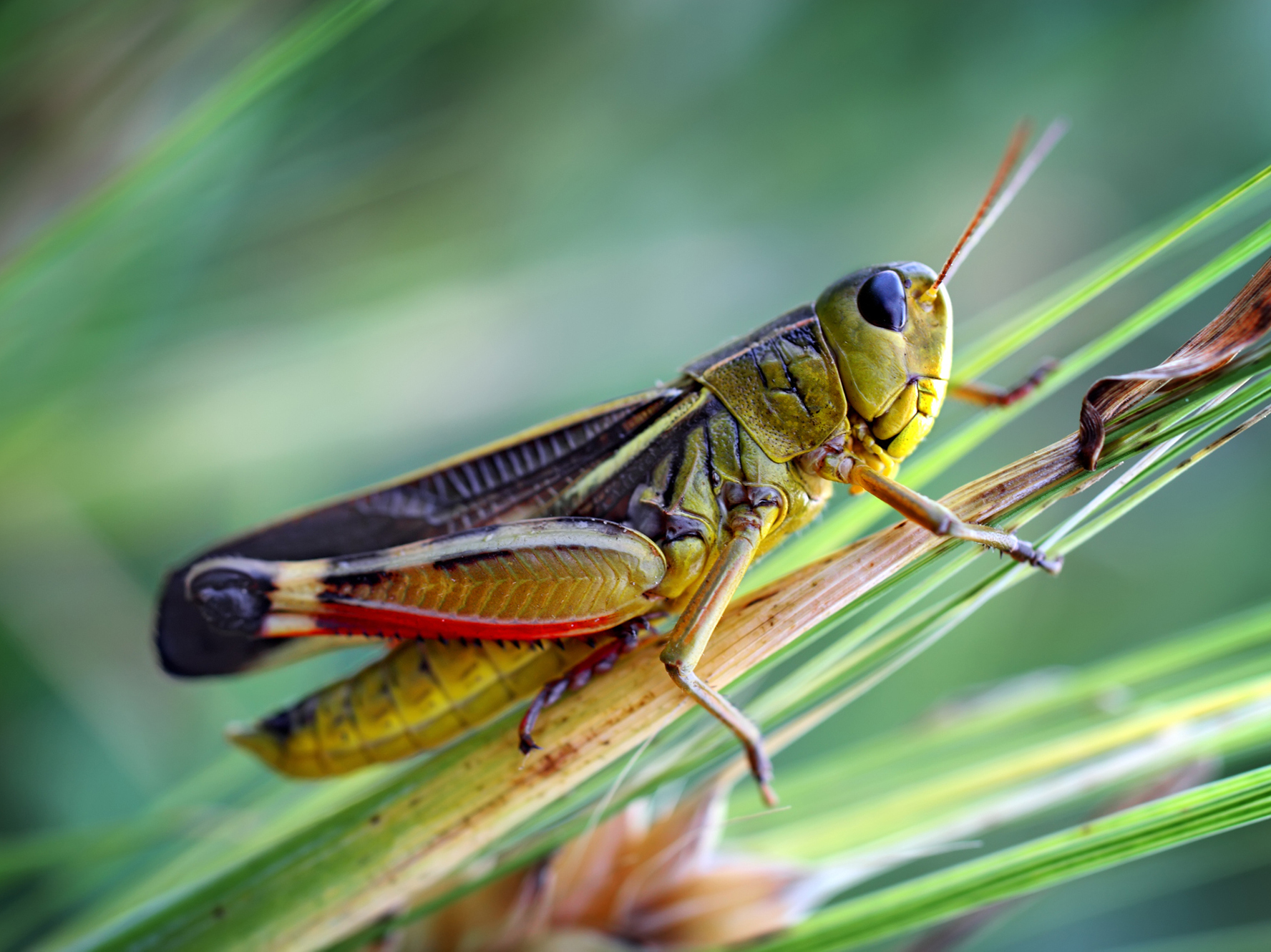 caption: Nutrient-deficient grass could be leading to a decline in the number of grasshoppers, according to a new study.