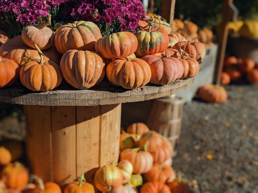 caption: Gourds of every shape, size, and color are on display at Gordon Skagit Farms in Mount Vernon, Washington.