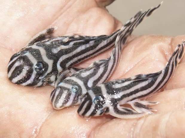 caption: Many seized species die during transportation, such as these Zebra fish - Hypancistrus Zebra - seized by Brazil's Federal Police airport officers.