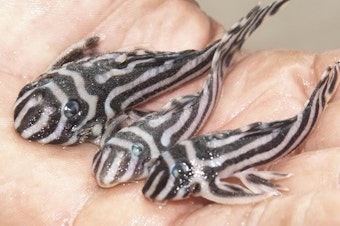 caption: Many seized species die during transportation, such as these Zebra fish - Hypancistrus Zebra - seized by Brazil's Federal Police airport officers.