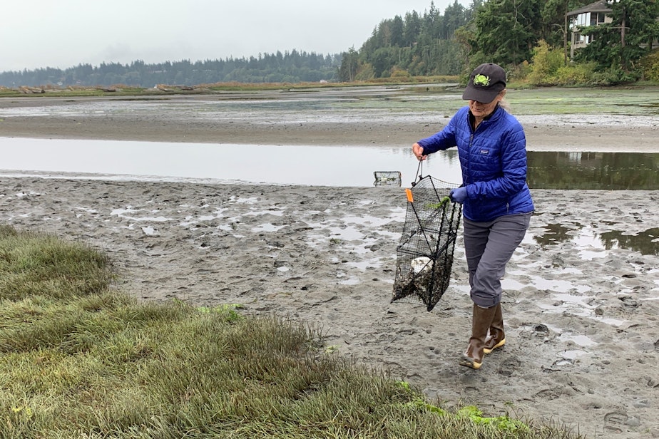 caption: A volunteer with Washington Sea Grant's "crab team" retrieves a trap set for green crabs at Kala Lagoon near Port Townsend in August.