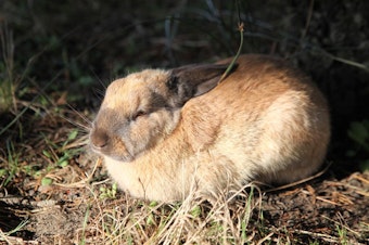 caption: <p>Cannon Beach bunnies are easy to get close to. They're simply not scared by humans.</p>
