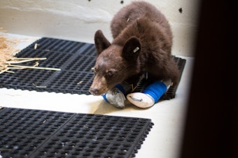 caption: The second of two bear cubs whose paws were burned in the Twenty-Five Mile Fire near Lake Chelan and treated by veterinarians with the Progressive Animal Welfare Society, or PAWS.