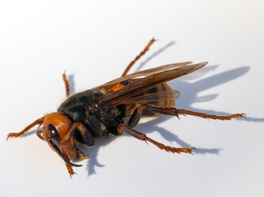 caption: A sample specimen of a dead Asian Giant Hornet, also known as a murder hornet, from last July, in Bellingham, Wash.
