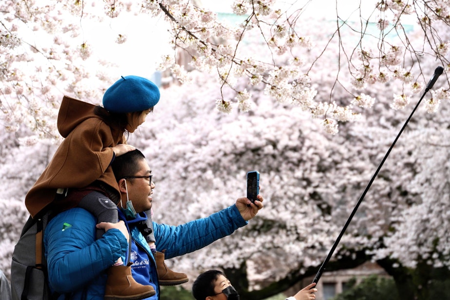 caption: Cherry blossoms were in full bloom on the University of Washington's Quad on March 23, 2022, where there are 29 cherry trees. The Quad has been buzzing with people taking photographs with their phones and other contraptions.