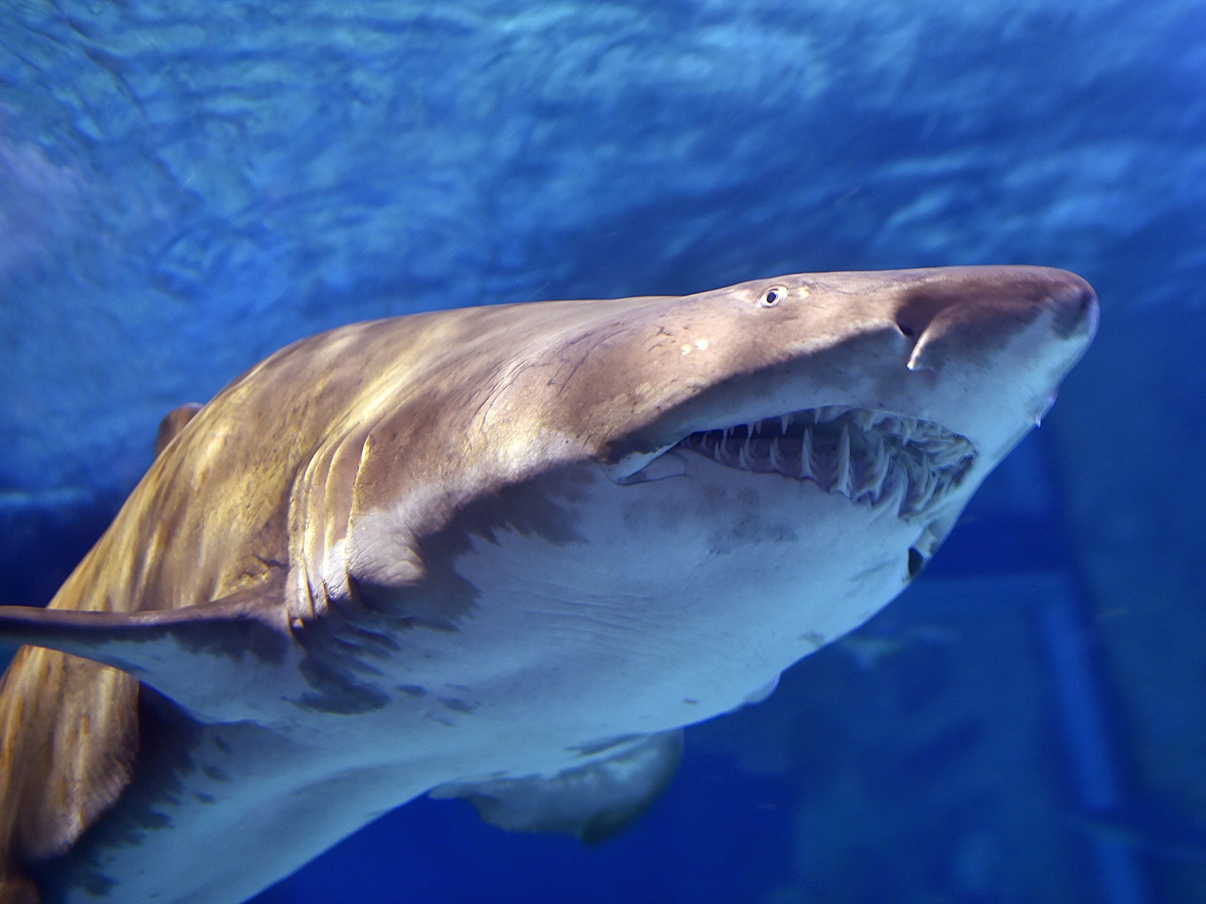 caption: Sand tiger sharks can grow to up to 10 feet in length, but juveniles average 3 to 5 feet. These sharks have a menacing appearance, but aren't known for unprovoked attacks on humans.