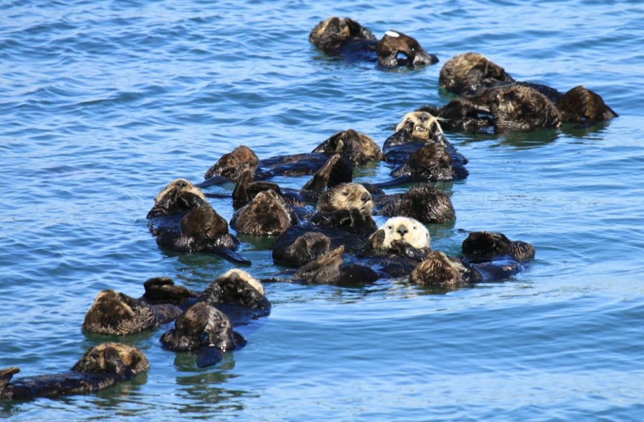 caption: A raft of California sea otters.