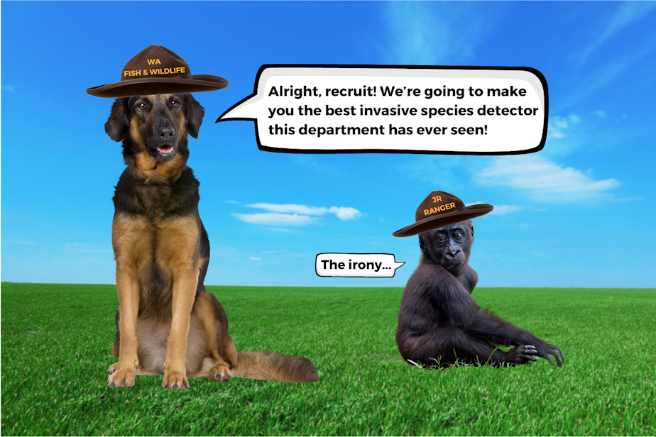caption: A photo collage showing a dog in a "WA FISH & WILDLIFE" hat sitting in a field with a baby gorilla, which is wearing a "JR RANGER" hat. The dog is saying to the baby gorilla, "Alright, recruit! We're going to make you the best invasive species detector this department has ever seen!" And the baby gorilla responds, "The irony..." Photos courtesy of Canva.